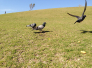 طائر الحمام - تصوير: محمود عبيد